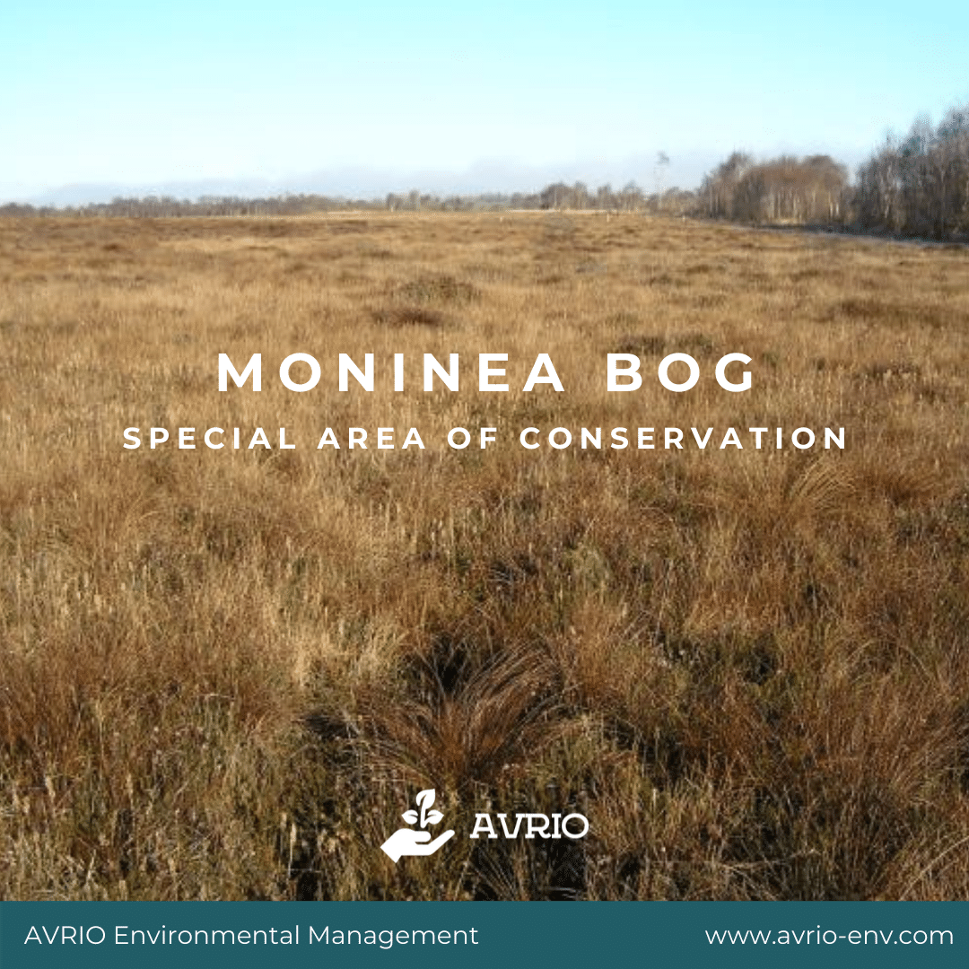 Read more about the article Moninea Bog SAC