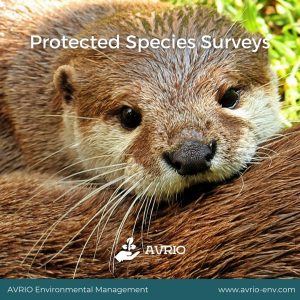 Protected Species Surveys