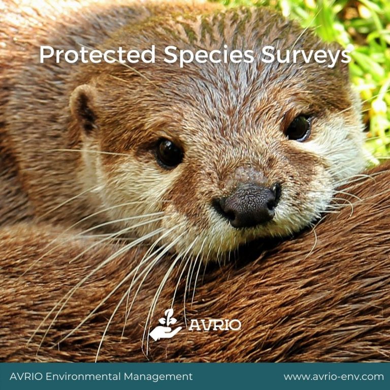 Read more about the article Protected Species Surveys