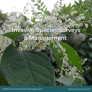 Invasive Species Surveys & Management