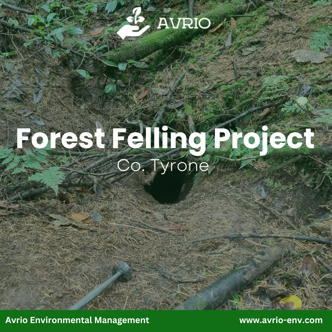 Read more about the article Forest Felling Project, Co. Tyrone
