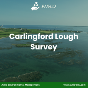Spartina spp. Survey of Carlingford Lough