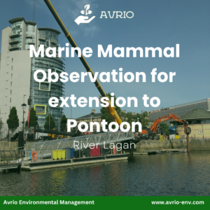 Marine Mammal Observation | River Lagan