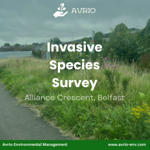 Invasive Species survey at Alliance Crescent, Belfast