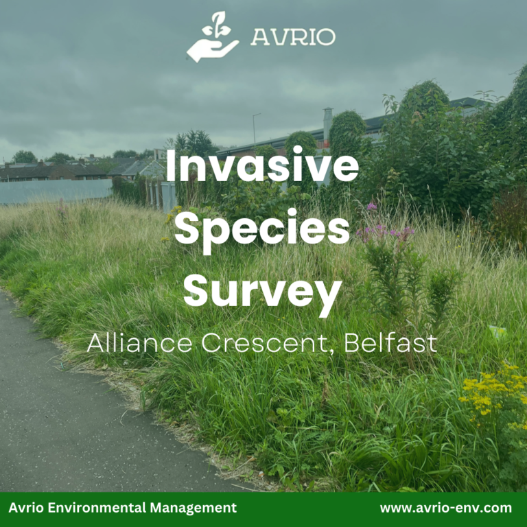 Read more about the article Invasive Species survey at Alliance Crescent, Belfast