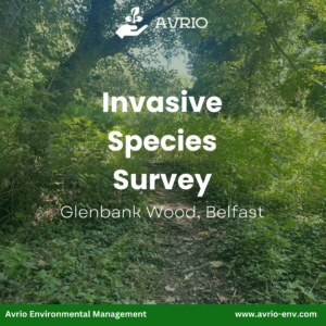 Invasive Species Survey of Glenbank Wood, Belfast