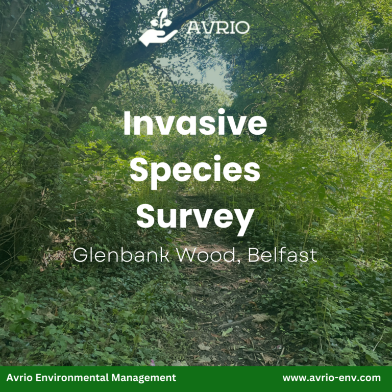 Read more about the article Invasive Species Survey of Glenbank Wood, Belfast