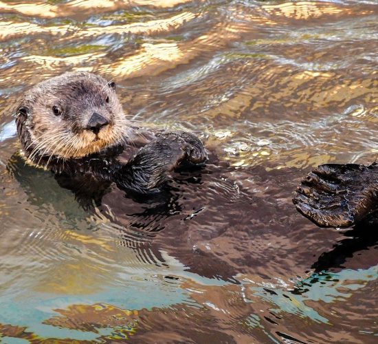 sea-otter-3194453_1920 - Copy